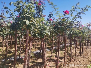 秋季花木移栽時(shí)間和注意措施有哪些？
