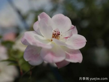 草莓冰山月季的優(yōu)缺點是什么？