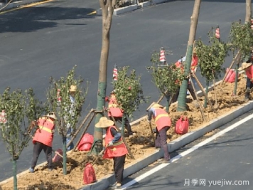 南陽(yáng)向蕪湖贈(zèng)送千株樹(shù)狀月季