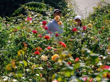 南寧花卉公園3萬株月季入盛花期，市民聞香而來