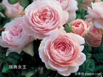 100種月季玫瑰品種圖鑒大全，你認(rèn)識有沒有超過10個？