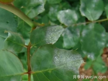 9種常見的月季病蟲害，癥狀與防治都在這里