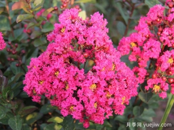 要想紫薇開花好，冬季修剪要認(rèn)真做