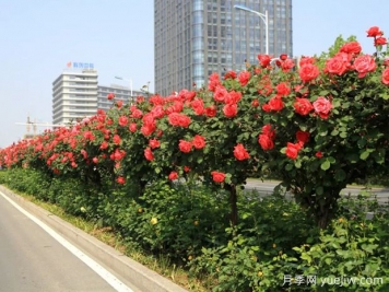城市行道樹養(yǎng)護管理具體措施匯總