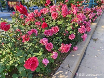 花壇和花境是什么？有什么區(qū)別？