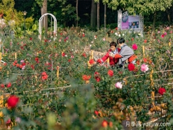 冬日爛漫花海惹人醉，廣州云臺(tái)花園1.2萬棵月季花盛放