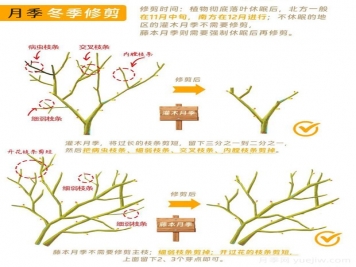 月季冬剪全攻略！各地區(qū)月季修剪時(shí)間和方法，全總結(jié)