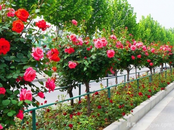 月季花的產(chǎn)地是哪里？哪個地方產(chǎn)的月季花好？