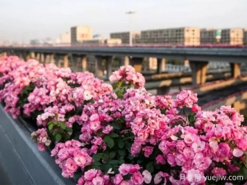 杭州高架月季實(shí)現(xiàn)定期開花，是如何進(jìn)行花期調(diào)控的？