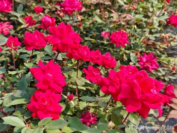 廣東東莞佛山梅州珠海等地花友如何種植月季？