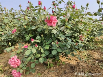 初春月季花如何施肥讓月季長出更多花苞？