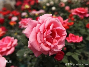 早春給月季澆水的正確方法，做錯(cuò)了影響生長開花