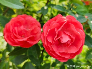 種上木香薔薇花蠻強(qiáng)爆花，紅橙白黃木香你喜歡哪個(gè)？