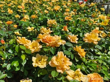 內(nèi)鄉(xiāng)月季公園月季盛開(kāi)，賞花游人如織