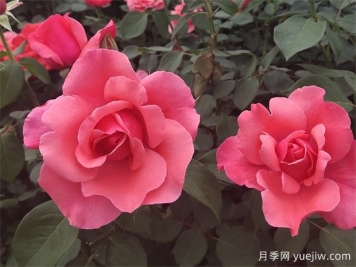古老珍貴的10種國產(chǎn)月季，抗病好養(yǎng)比歐月實(shí)在
