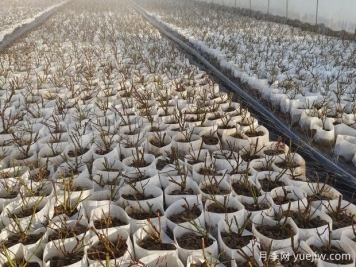 月季花繁殖方法：播種、嫁接與分株的優(yōu)缺點是什么？