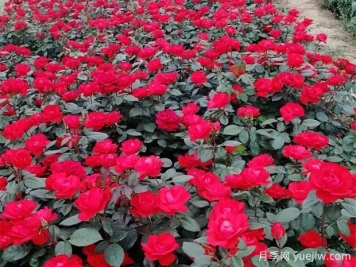 豐花月季花苗什么地方多？基地批發(fā)價格如何？