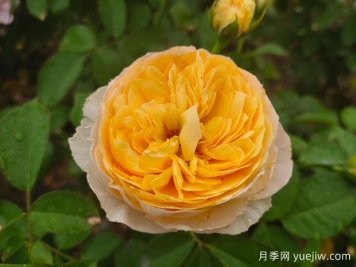 從花園到花瓶，盤(pán)點(diǎn)10個(gè)顏值超高的切花月季