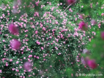 無錫的薔薇開好了，快來打卡！