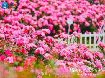 杭州滿城繁花，500萬(wàn)株月季競(jìng)相綻放的極致浪漫