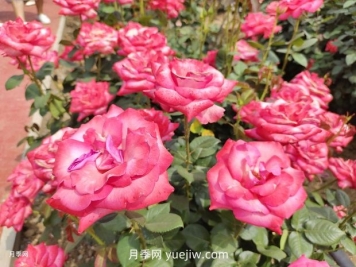 南陽月季花養(yǎng)護(hù)指南