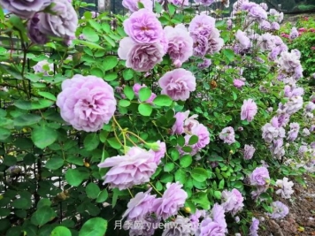 瀘州市古藺大寨花海迷宮進(jìn)入盛花期，打卡高顏值