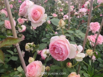 月季長(zhǎng)花苞后，花多多和磷酸二氫鉀怎樣用？