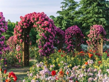 月季天花板，上海濱江森林公園浪漫的月季花墻盛開(kāi)
