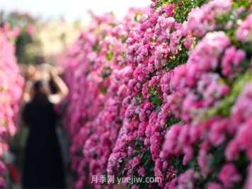 紅河彌勒月季花墻，安吉拉出彩綻放
