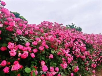 上海放鶴谷無(wú)門(mén)票，30萬(wàn)朵200多種月季開(kāi)成了花海