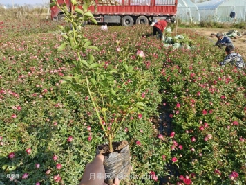 苗木反季節(jié)栽植技術(shù)要點