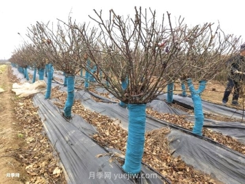 月季花冬天能移栽活嗎？