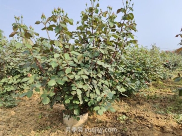 大花月季種植密度，每平幾棵？