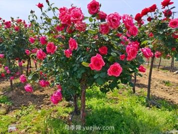 苗木專業(yè)術(shù)語，你知道多少？