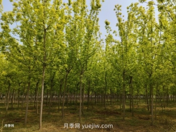 反季節(jié)移栽樹木的技術(shù)要點