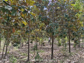 廣玉蘭樹苗種植方法，怎么澆水和養(yǎng)護技巧