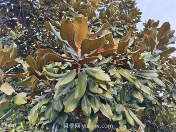 廣玉蘭是常綠樹還是落葉樹？