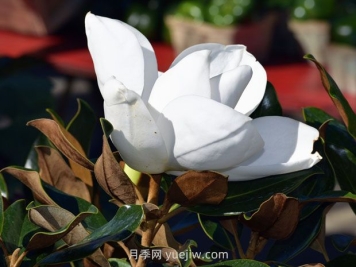 南召玉蘭之鄉(xiāng)，廣玉蘭的花季之美