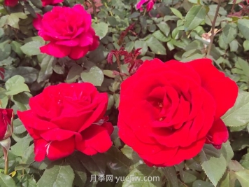 夏季什么草花比較好？推薦36種比較好種的花草植物