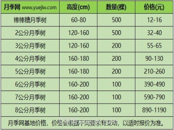 3公分月季樹(shù)多少錢(qián)？2025年樹(shù)狀月季新價(jià)格
