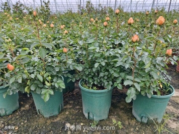 夏季月季管理做好這5點(diǎn)，長勢旺盛，秋花更美