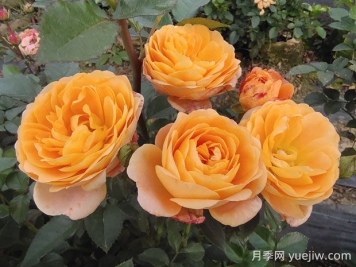 果汁陽(yáng)臺(tái)月季的優(yōu)缺點(diǎn)是什么？