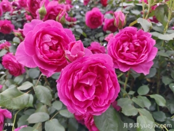 月季文化，此花無日不春風