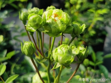 推薦10種美麗的綠色系月季，唯美清新，多款國月