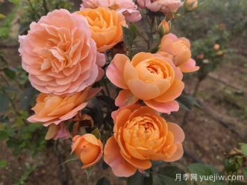 如何栽培適合初學(xué)者的月季花品種？