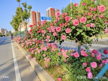 園林和林業(yè)如何界定？