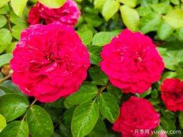 紅達/紅色達芬奇月季基地杯苗美植袋苗批發(fā)