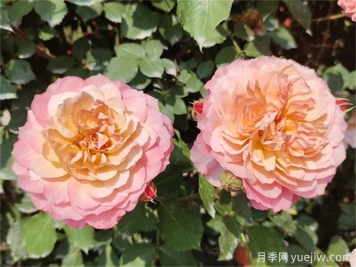 夏天月季紅蜘蛛太猖狂，怎么防治有效？