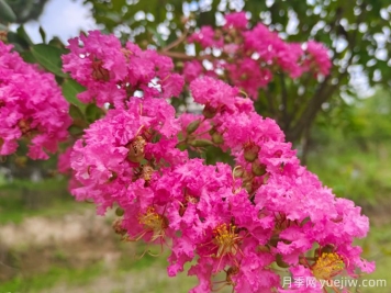 北方能種植紫薇嗎？適合北方種植的紫薇品種？