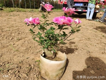 月季花苞為什么會(huì)枯萎？